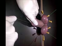 Sadist injecting pins and needles to a cock